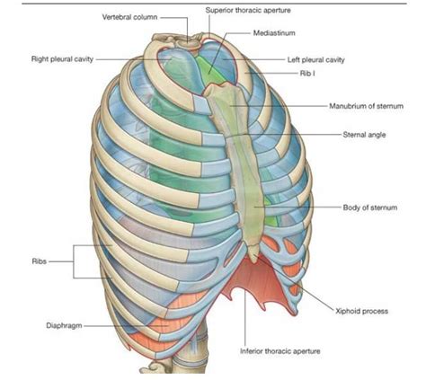 chest traduzione|chest definition.